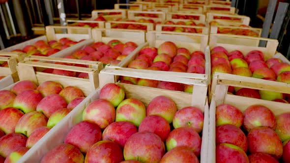 Many Boxes of Apples