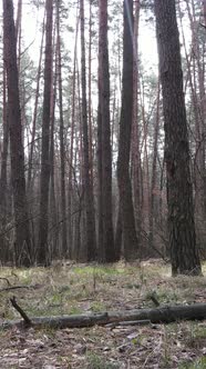 Vertical Video of the Forest Landscape Aerial View Slow Motion