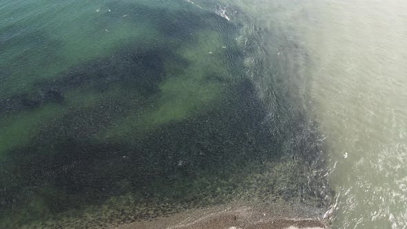 An Aerial View of a Spawning River with Thousands of Coho Salmon Swimming in It
