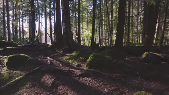 Rain Forest in British Columbia Canada