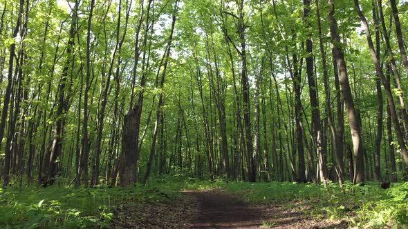 Tree Trunks In A Summer Forest