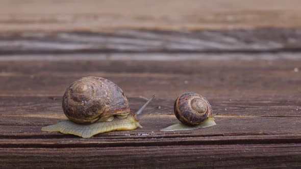 Big and Small Snail Crawling on a Wooden Board