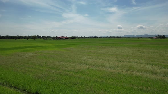 The Paddy Rice Fields of Kedah and Perlis, Malaysia