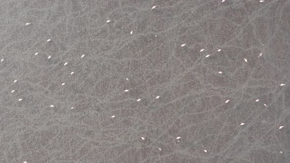 Rising top down aerial shot of flock of flamingoes walking over mud flat