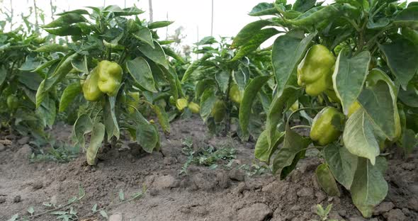 Green Peppers Growing in the Garden at Agriculture