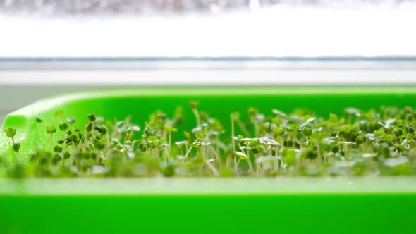 Microgreens Growing on Windowsill