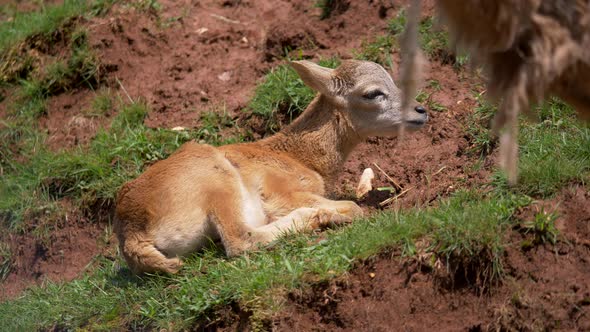 Young European Mouflon Sheep resting between grass and soil in summer,slow motion