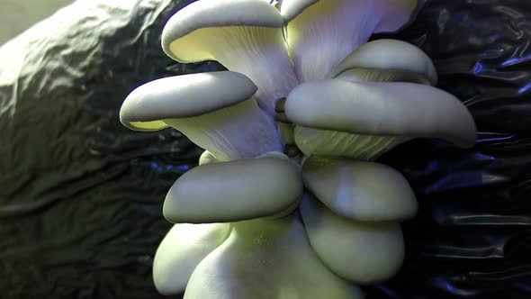 Freshly oyster mushrooms grow quick, time lapse, close-up.