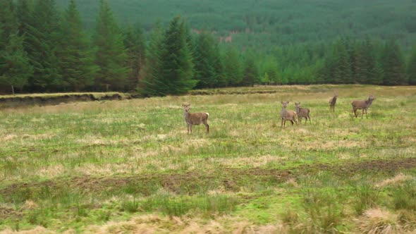 Red Deer Hinds in the Scottish Highlands