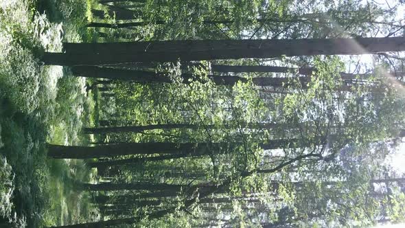 Vertical Video Aerial View Inside a Green Forest with Trees in Summer