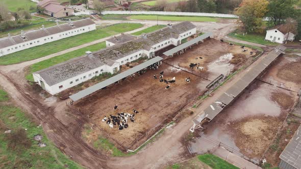 Herd of cows at large cow farm at countryside. Agriculture concept. Flying over old cowshed barn 