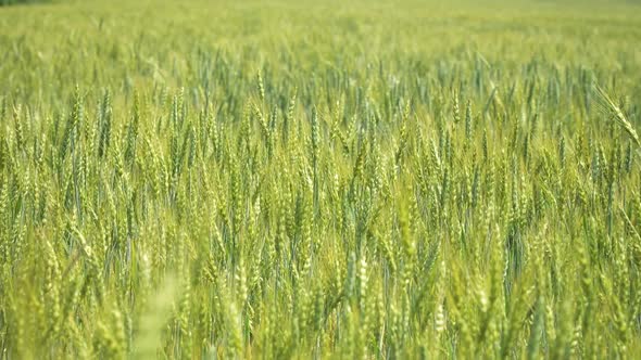 Green Wheat On Field