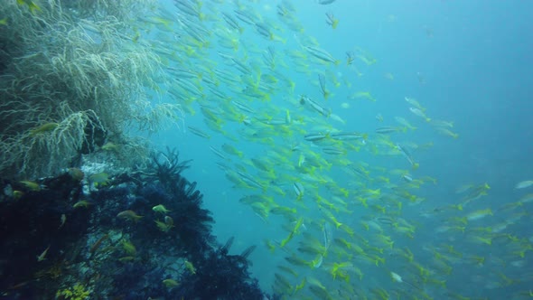 Coral Reef and Tropical Fish. Leyte, Philippines.