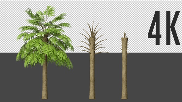 Palmetto Tree Growing