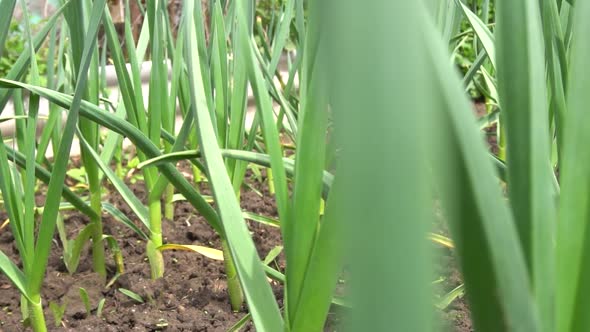 Garlic Tops in the Beds Fresh Herbs Near the House Garlic Blooms in the Beds