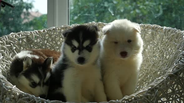 Group Of Siberian Husky Puppies Sitting On White Wicker Chair Under Sunlight Slow Motion 