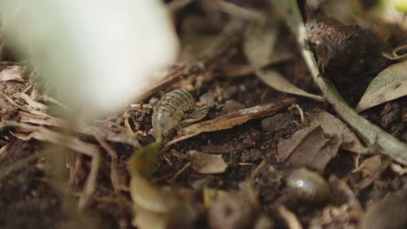 wood louse eating on the dirt