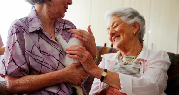 Senior women stroking kitten on armchair at retirement home 4k