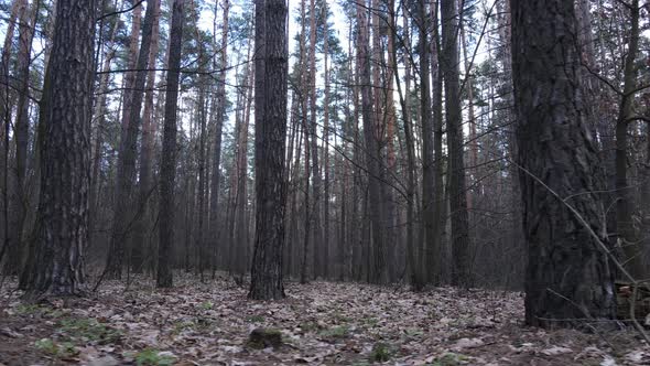 Forest Landscape Aerial View Slow Motion