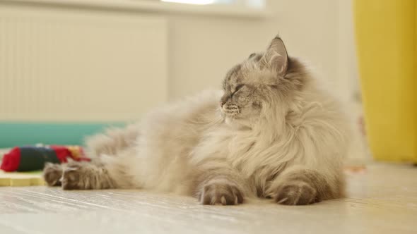 Big Angry Fluffy Pet Cat Lies on the Floor