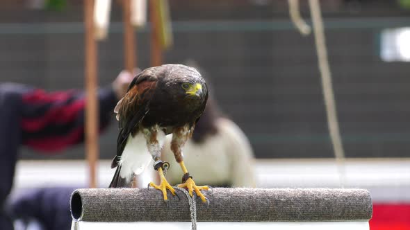 harris hawk takes flight for falconry show slow motion 4k