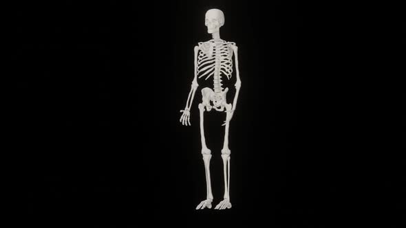 Skeleton Human Body