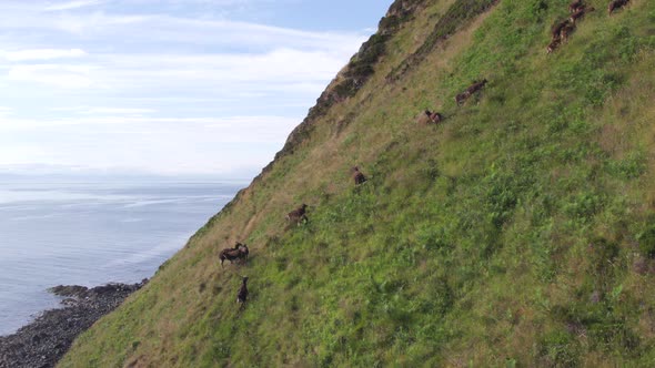 Wild Soay Sheep Grazing on the Side of a Grassy Mountain