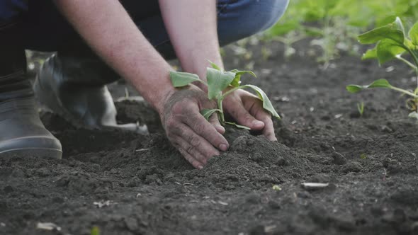 Organic Gardening Agriculture