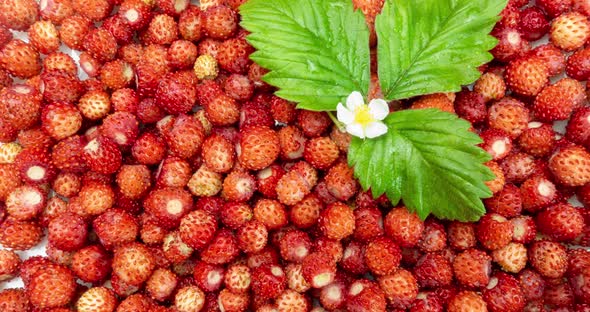 A Lot of Red Juicy Wild Strawberry with a Green Leaf and a Flower of Wild Strawberry Rotate. Close