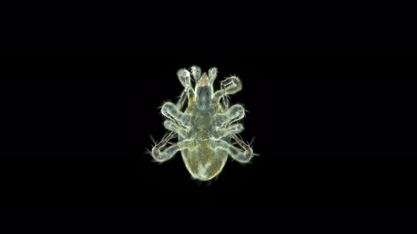 Acari Mite Mesostigmata Under Microscope Parasitoidea Superfamily