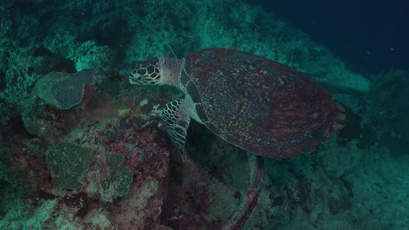 Wide angle shot of a Hawksbill sea turtle feeding on a sponge on a tropical coral reef.