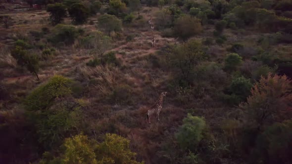 Calm giraffes walking on a path through South African savanna together.