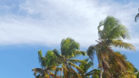 Top of Coconut Palm Trees Caribbean Island