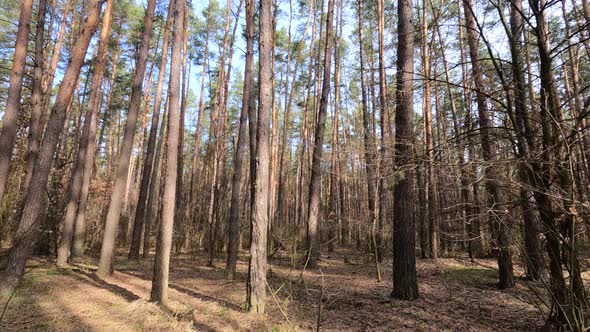 Inside a Pine Forest By Day Slow Motion