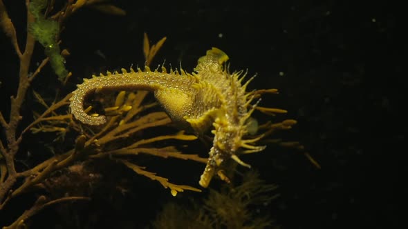  Seahorse Gutulatus Falling To The Bottom Slow