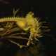  Seahorse Gutulatus Falling To The Bottom Slow - VideoHive Item for Sale