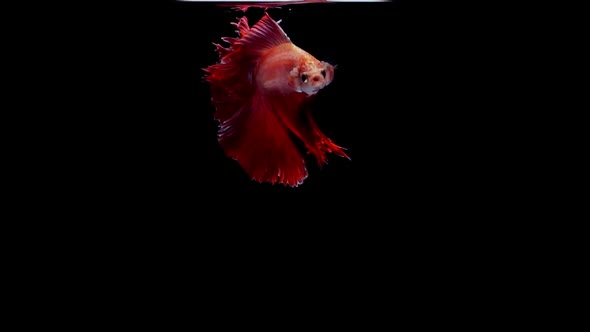 Siamese Fighting Fish Betta Splendens