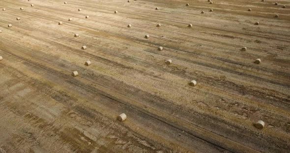 Rural Landscape with Golden Straw Bales