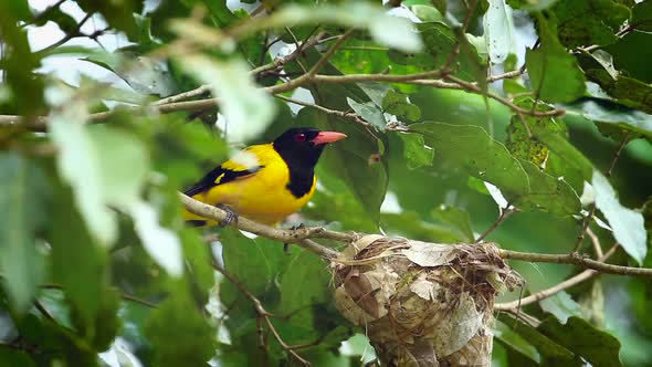 Black-hooded oriole in Sri Lanka