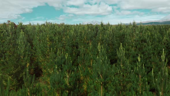 Planted pine tree forest in New Zealand with distant Mount Ruapehu, rising aerial