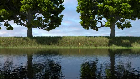 Time-lapse Growing Trees And Grass