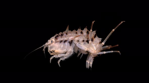 Amphipoda Acanthogammarus Lappaceus Under the Microscope, Family Baikalogammaridae, Endemic