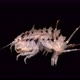 Amphipoda Acanthogammarus Lappaceus Under the Microscope, Family Baikalogammaridae, Endemic - VideoHive Item for Sale