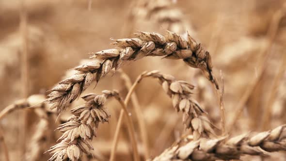 Wheat field in rain. Rain drop hit the plants in slow motion. Outdoor, Macro Shot.