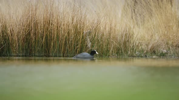 Common Moorhen (aka Marsh Hens, Gallinula Chloropus), UK Water Birds on a Pond and Lake in Richmond