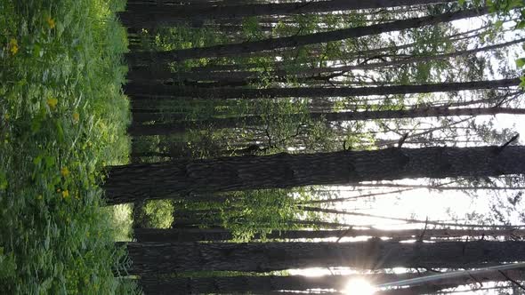 Vertical Video of a Beautiful Green Pine Forest on a Summer Day Slow Motion