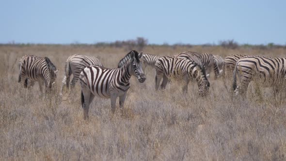 Herd of Zebras on a dry savanna