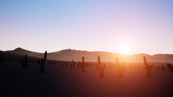 Time Lapse of Big Sunrise Over Desert with Silhouette of Lone Cactus in Foreground alt