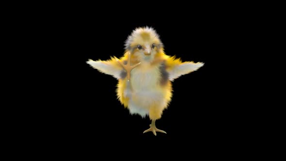 26 Baby Chicks Dancing HD