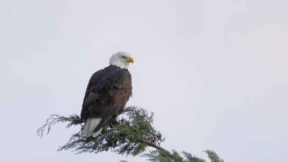 Bald Eagle on Treetop Looking Around Real Time